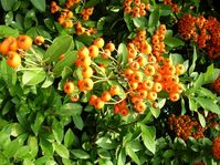 cvetq-flowers00005.jpg