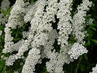 flowers00019.jpg